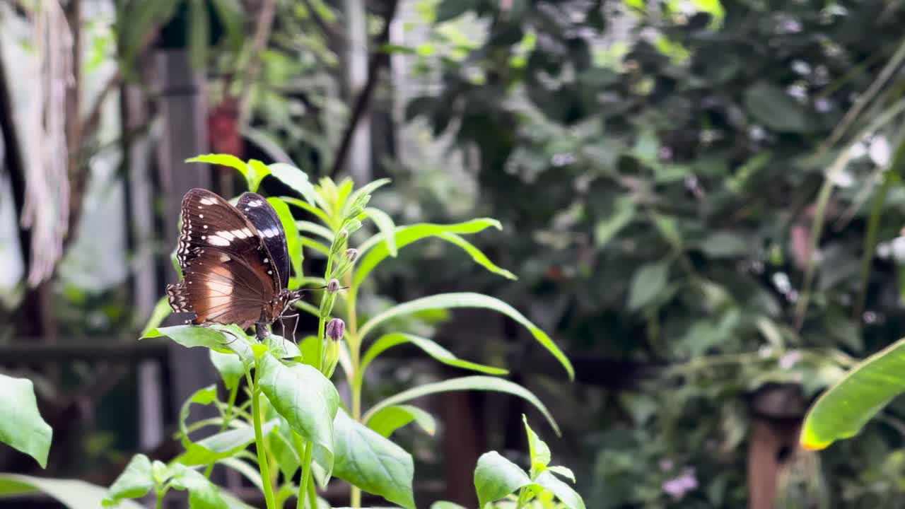 Butterfly perches on leafy plant, natural daylight, shallow depth, steady camera, lush garden background