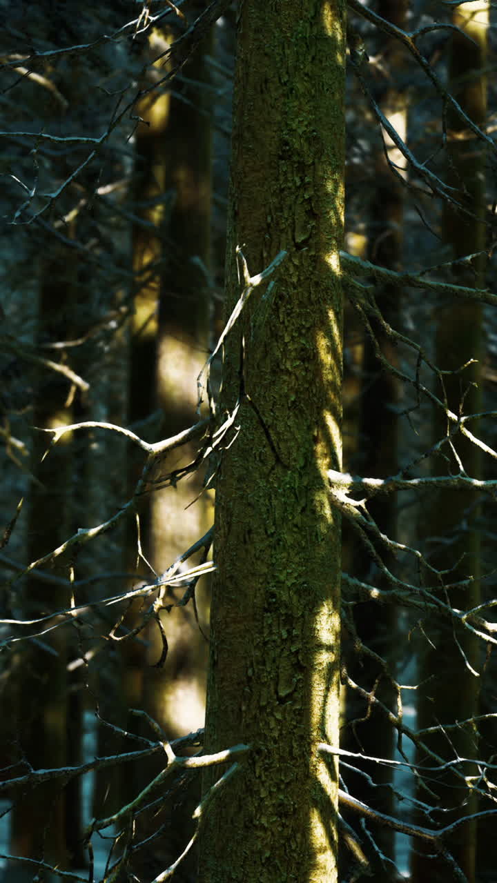 Sunlit Tree Trunk in a Snowy Winter Forest