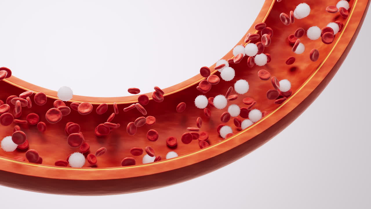 Red blood cells in the blood vessel, 3d rendering
