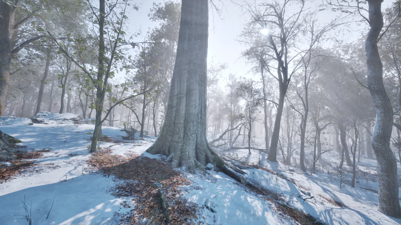 겨울의 숲 장면: 마법의 눈 인 숲