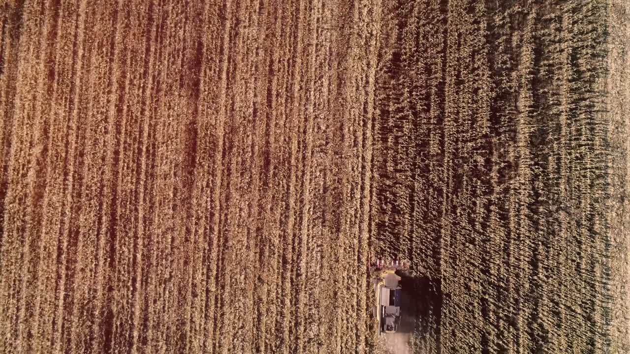 cosecha de campo de maíz con cosechadora a principios del otoño. cabecera de maíz plegable. vista aérea de arriba