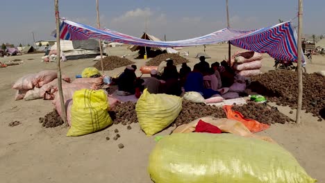 Pine-Nut-Processing-under-Tarpaulin