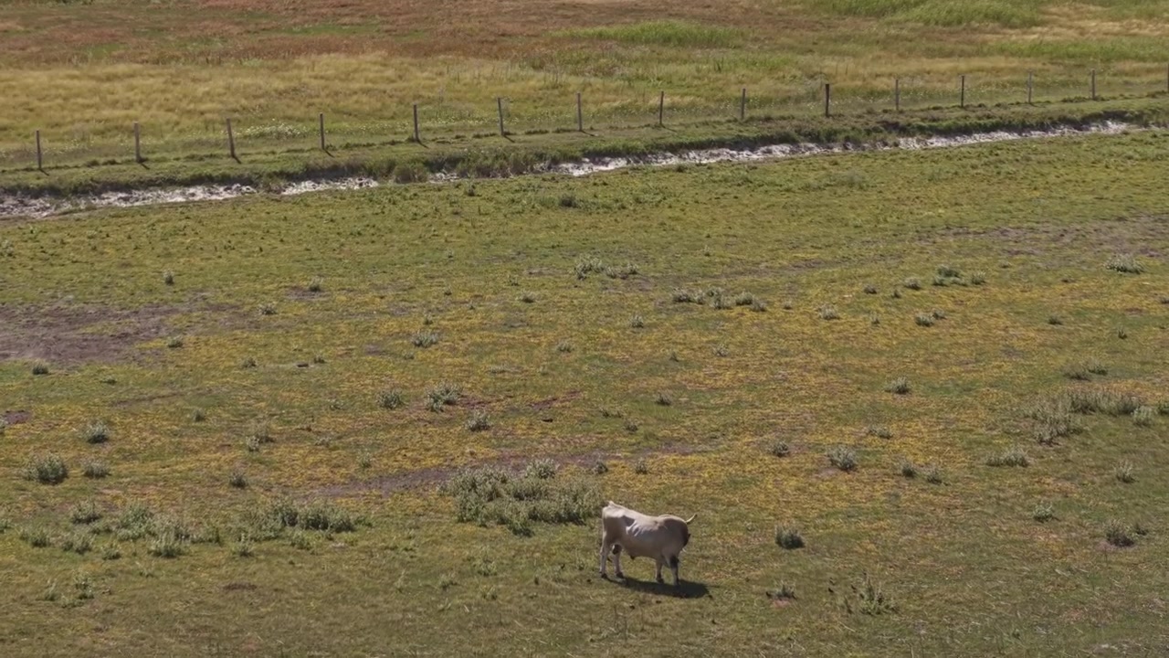 Una mucca bianca solitaria pascola pacificamente in un pascolo aperto circondata da praterie naturali e terreni agricoli