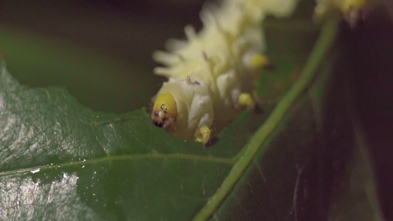 gusano de seda de algodón extremo único de cerca comiendo una hoja verde natural