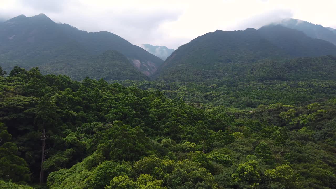 bosque de yakushima shiratani unsuikyo valle en la distancia envuelto en niebla