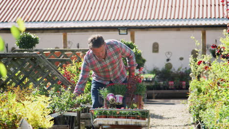 mature male customer buying plants and putting them on trolley in garden center