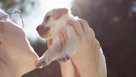 Close-up-view-of-caucasian-young-woman-in-glasses-holding-a-labrador-puppy-in-the-park-on-a-summer-day