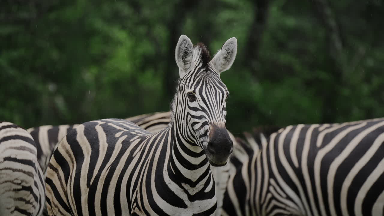 cebras en la naturaleza