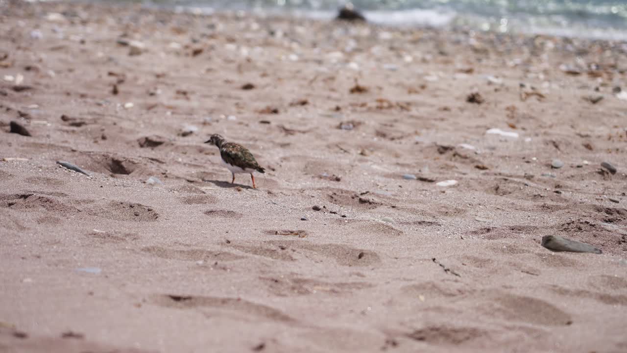 해변에서 천천히 움직이는 도요새