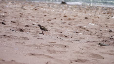 Lavandera-Moviéndose-Lentamente-En-La-Playa