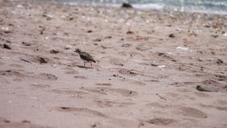 lavandera moviéndose lentamente en la playa