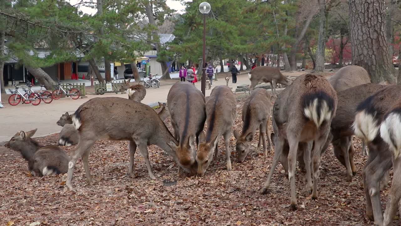 Cervo di Nara che mangia in un parco con una strada turistica sullo sfondo.