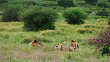 Orgullo-De-Tres-Leones-Adultos-Descansando-En-Las-Praderas-Del-Parque-Nacional-Central-De-Kalahari,-Botswana