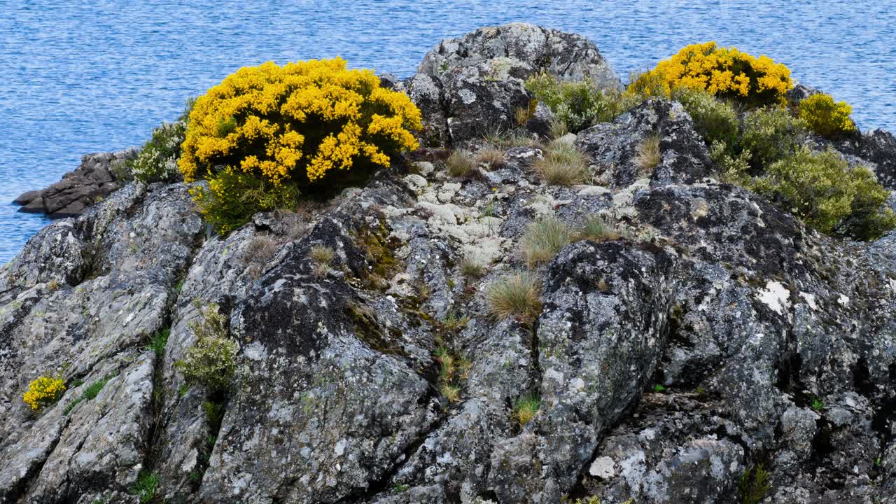 racimos de flores amarillas se sientan en la parte superior de las rocas cubiertas de liquen expuestas con el fondo del lago, sierra segundera zamora españa