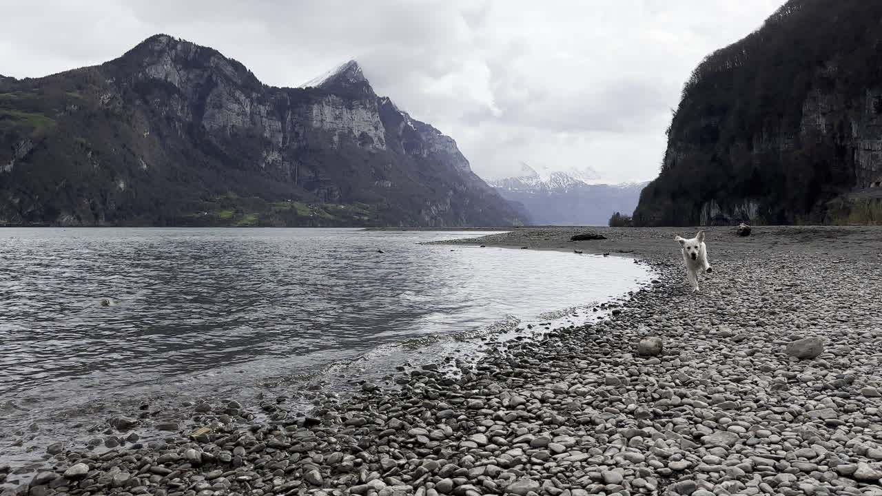 vista estática a nivel del suelo de un perro blanco corriendo en la orilla de un lago