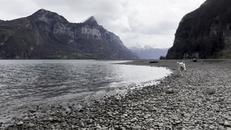 static view at ground level of white dog running on the shore of a lake