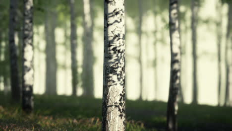 group of birch trees standing in grass