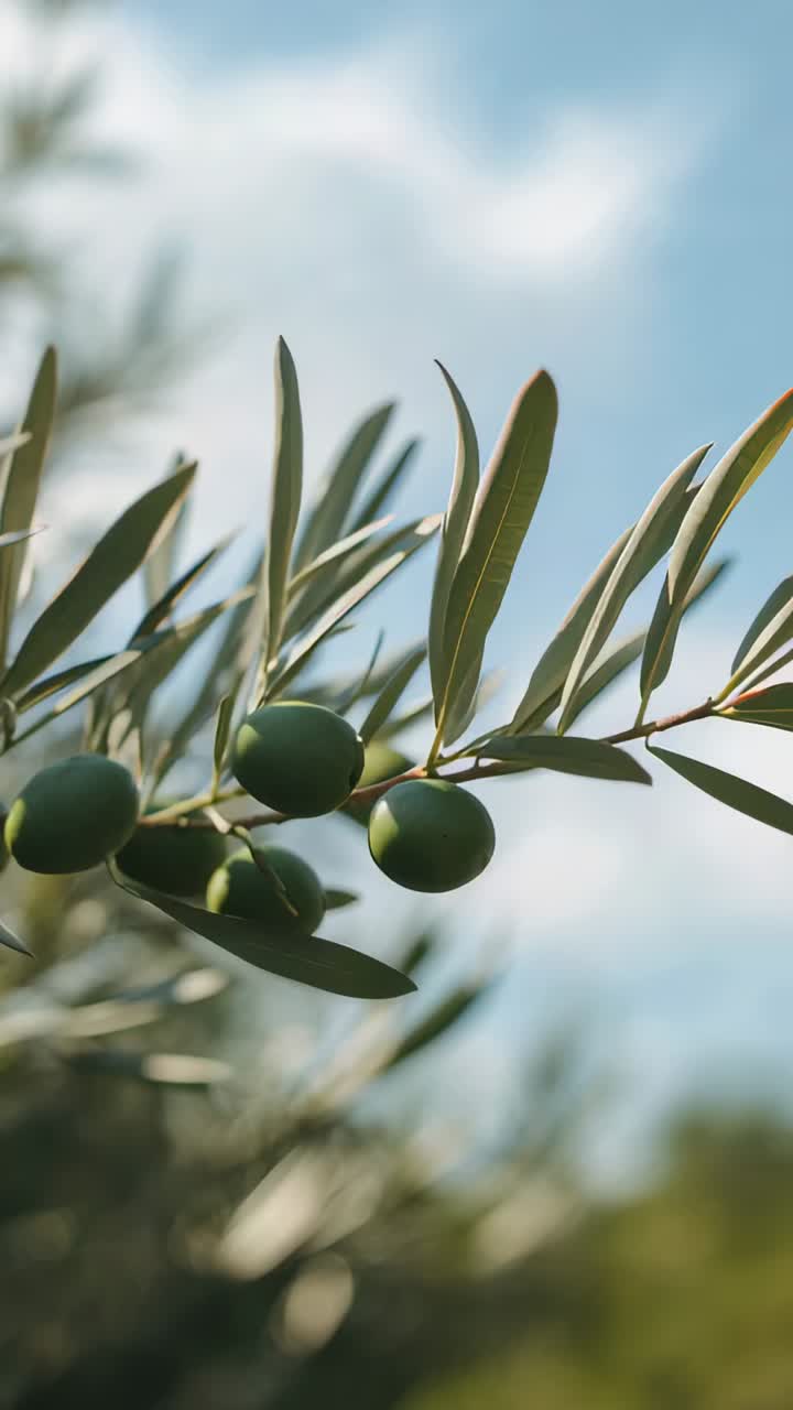 Vertical video: Swaying olive branch bearing three green olives, tilting leaves in breeze in grove