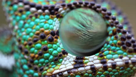 close-up of a chameleon's eye and textured skin