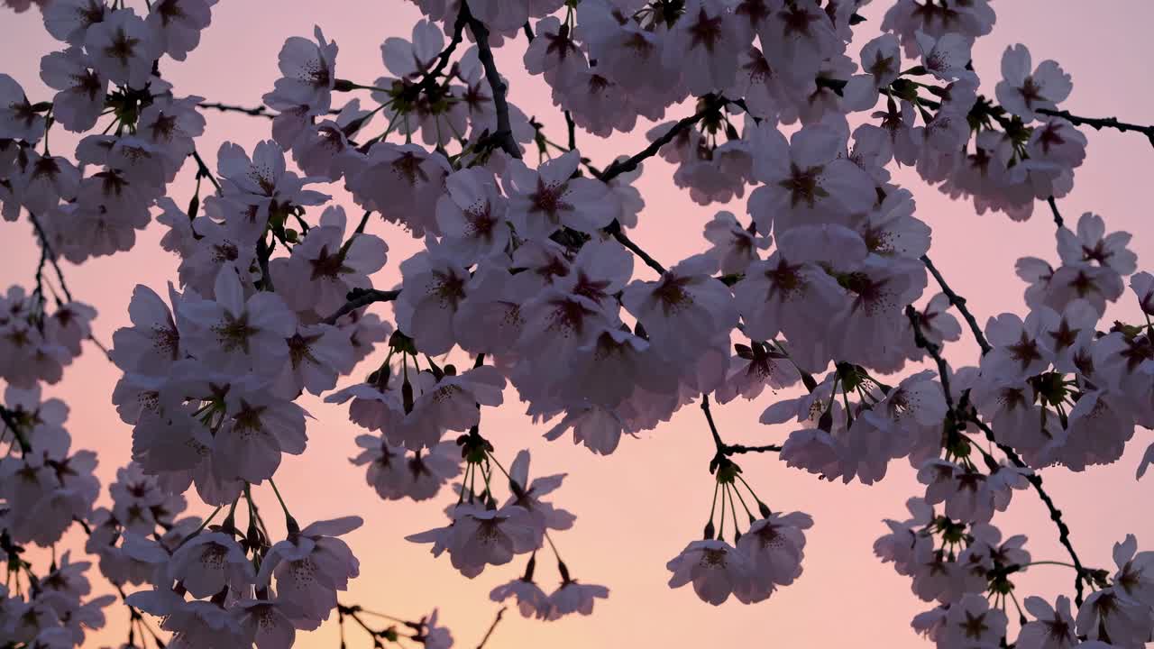 Close-up shot of cherry blossoms against a pink sunset sky, capturing a serene and romantic