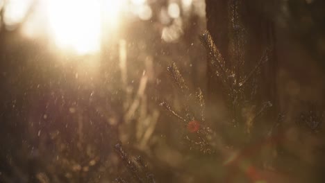 Snowing-in-sunshine-in-counter-light