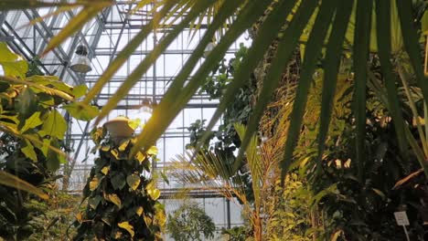 palm tree leafs close-up inside a glasshouse and bright warm light