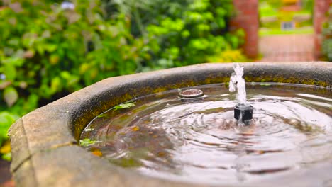 garden-fountain-in-botanical-garden-new-zealand