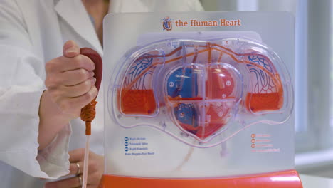 a teacher pumps a human heart model to showcase the blood circulation in the left and right ventricles.