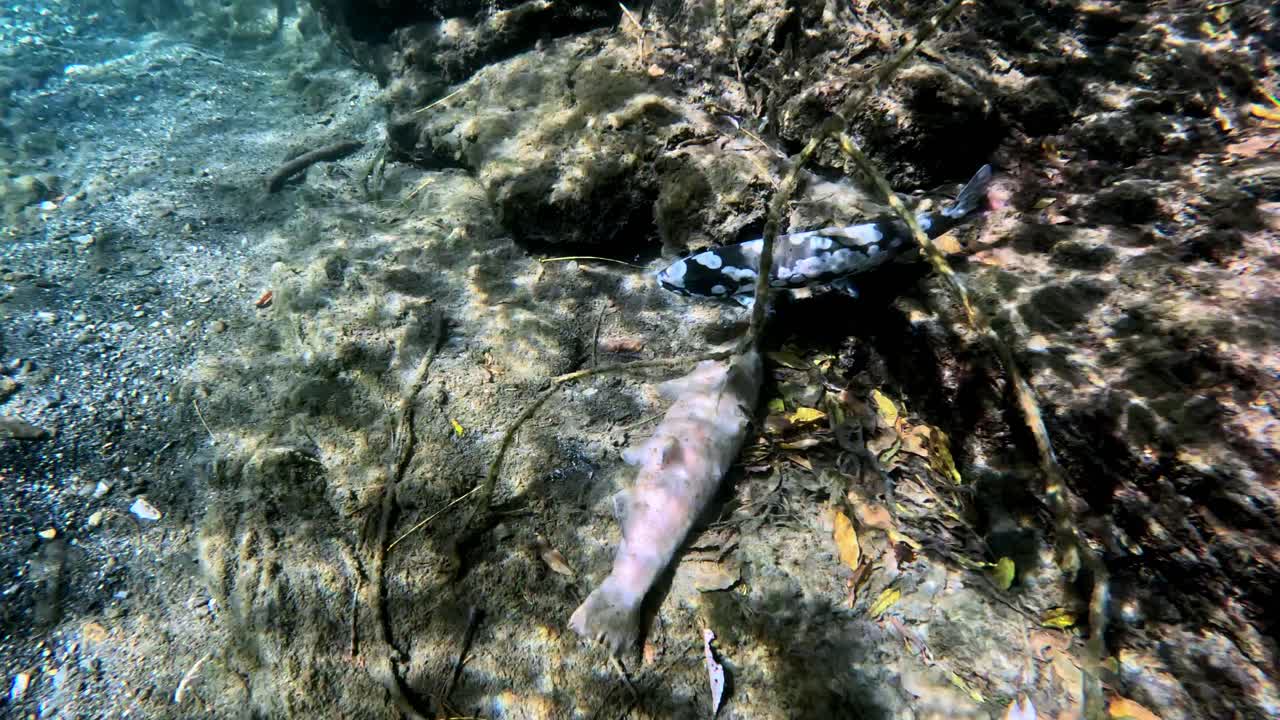 일본 비와 호수 근처에 있는 비와 트로트의 클로즈업 비디오