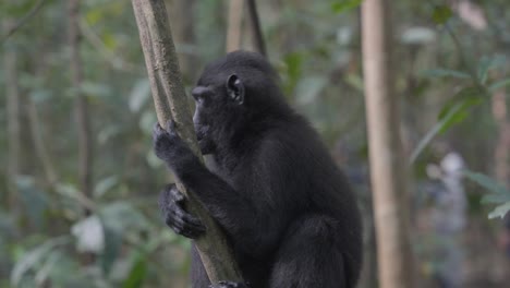 A-free,-wild-monkey-sitting-on-a-tree-in-the-jungle,-looking-curiously-around