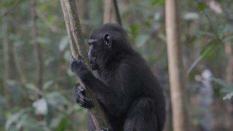un mono libre y salvaje sentado en un árbol en la jungla, mirando con curiosidad a su alrededor