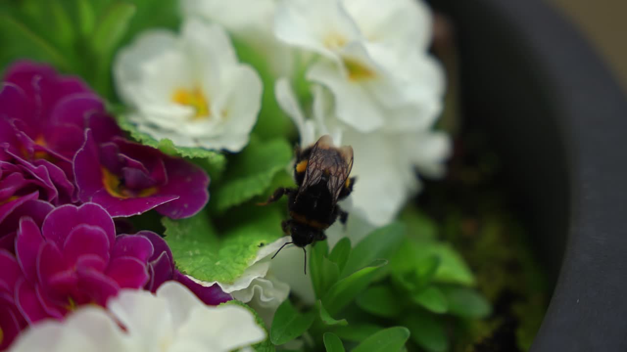 Close up of buff tailed bumblebee walking over white and pink primroses