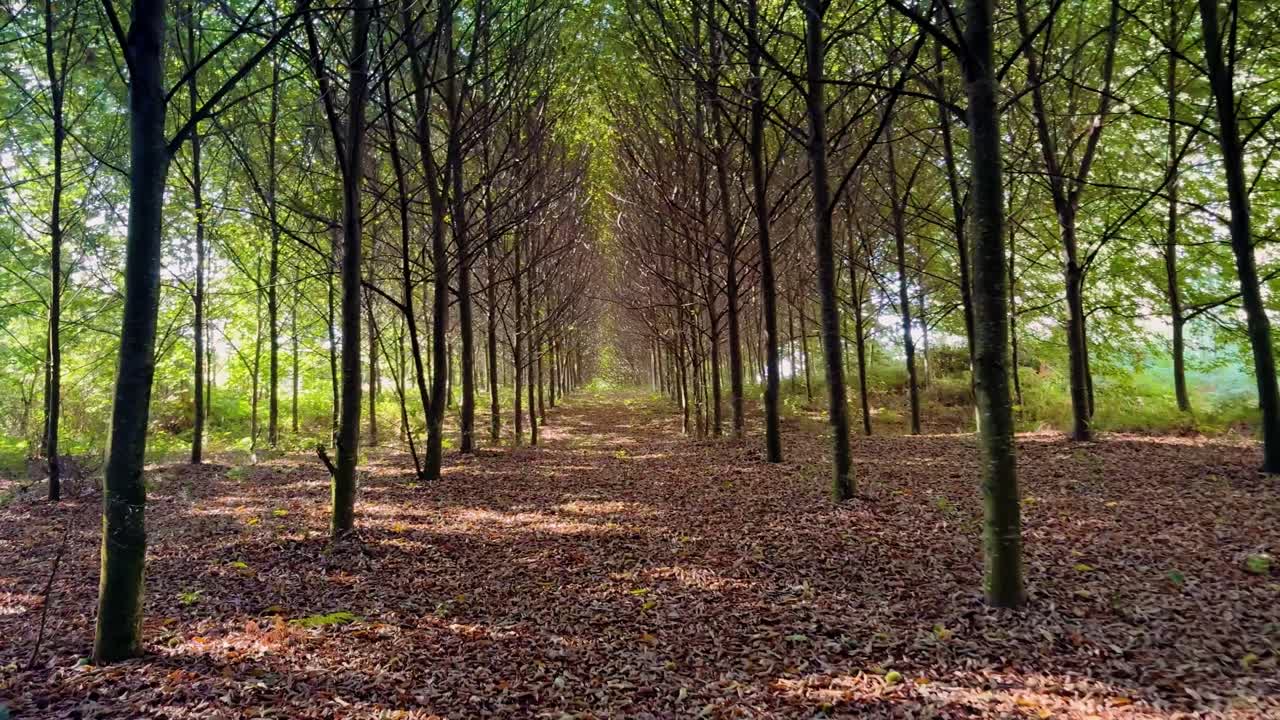 Paisaje natural a lo largo del Camino de Santiago con vistas ascendentes de los árboles del bosque y los campos de maíz, que capturan el tranquilo paisaje rural del norte de España.