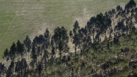 Aerial-view-of-a-deforestation-area,-drone-moving-to-the-right-showing-the-contrast-between-an-area-with-some-trees-and-an-area-completely-deforested