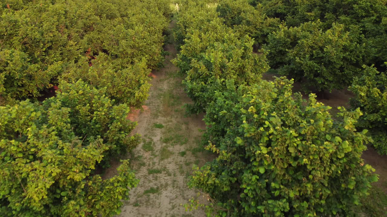 헤이즐넛 농업 유기 재배 분야 조감도