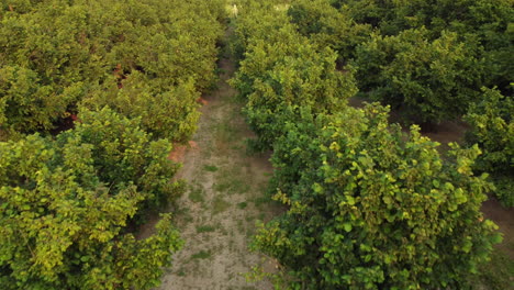 avellana agricultura orgánico cultivo campo vista aérea