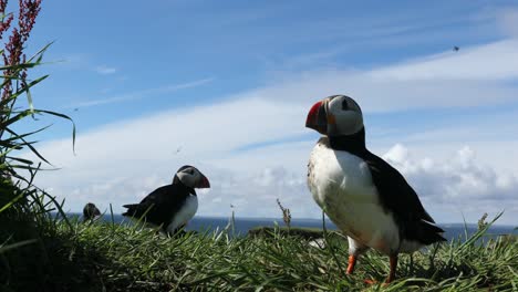 Colonia-De-Frailecillos-En-Promontorio,-Islas-Treshnish,-Escocia,-Ancho-Apretado