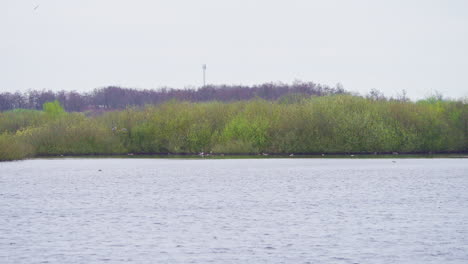 Lago-Que-Fluye-Con-Orilla-Boscosa-En-La-Distancia,-Pájaros-Vadeando-En-La-Orilla