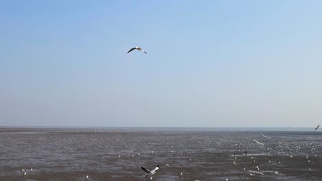 gaviotas dando vueltas por encima del bosque de manglares en bang pu samut prakan, tailandia