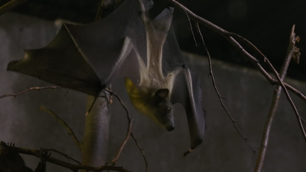 крупная плодовая летучая мышь, висящая в пещере