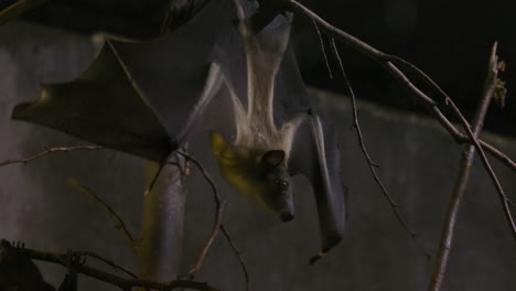 large fruit bat hanging in a cave