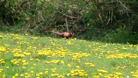 ring necked pheasant walks in the background over a dandelion covered grass field