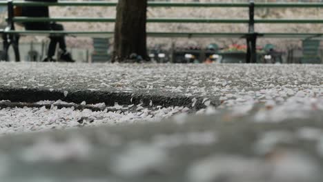 雪梨花的花瓣落在城市公园的地面上