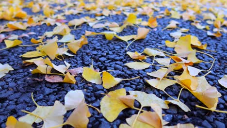 Beautiful-yellow-Ginkgo-biloba-leaves-falling-on-the-ground-in-Tokyo-city-Japan,-Japanese-winter-time,-4K