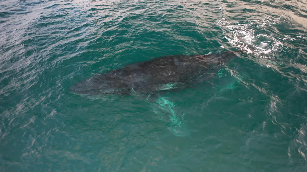 Closeup Of a Humpback Whale Mother And Its Calf Swimming In The Sea Surface In Australia. - aerial shot
