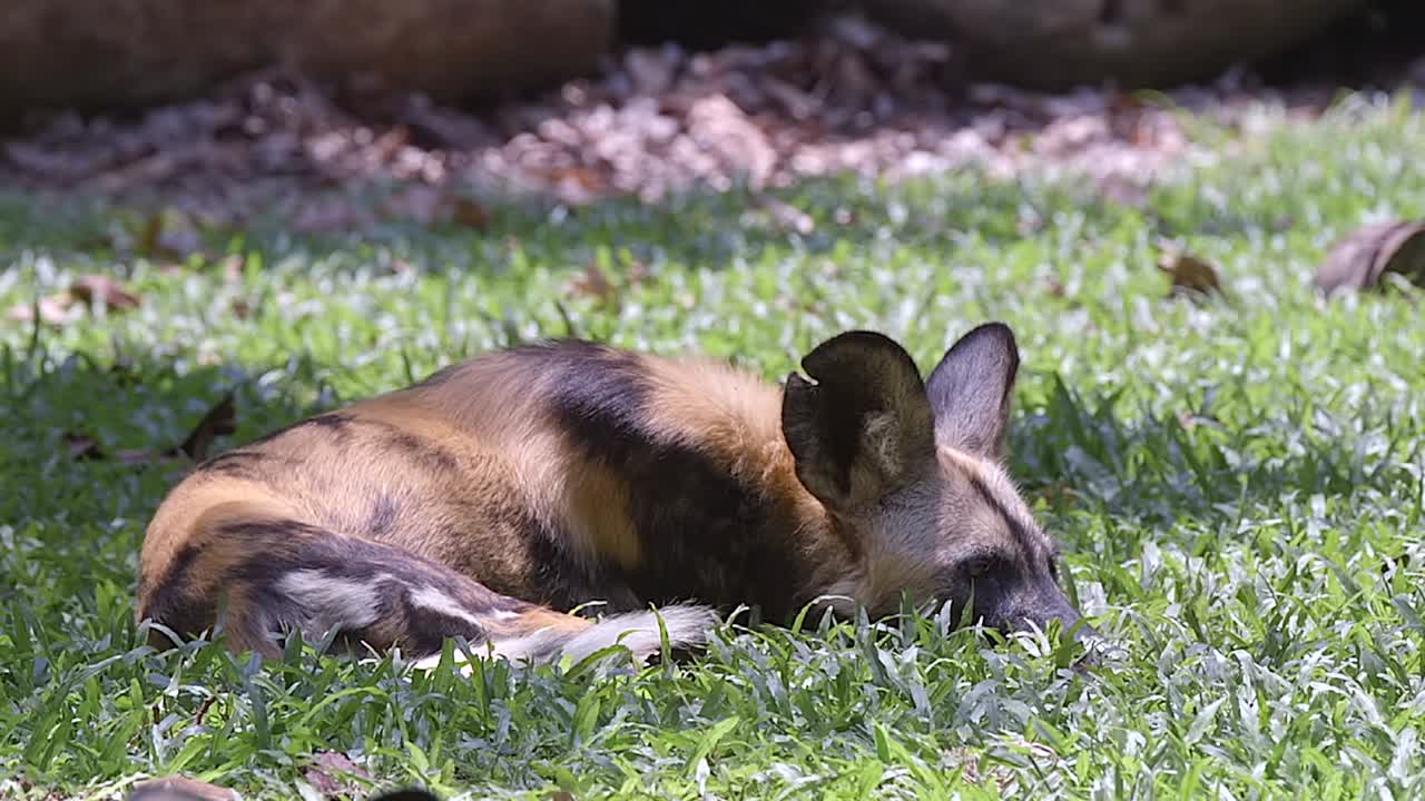 un perro pintado africano cansado con una oreja dañada descansando en el suelo, al sol - cerrar