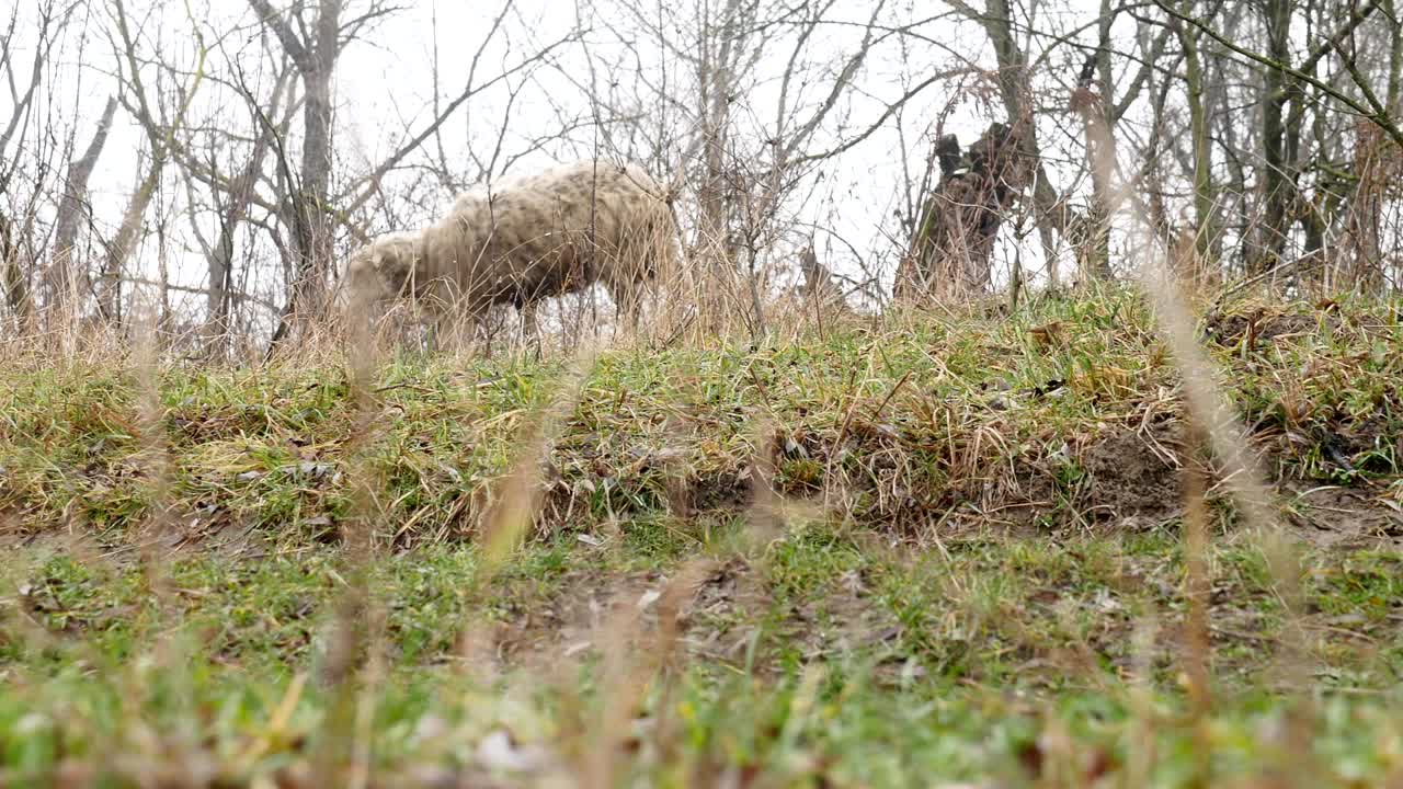 양  가 농부 의  에서 휴식 하고 있다