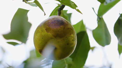 Rotting-and-bug-eaten-pear-hanging-from-a-branch-in-late-Summer