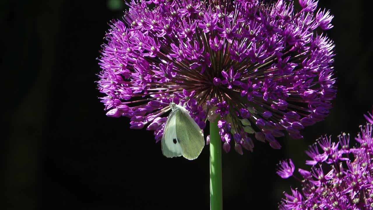 Cabbage white butterfly feeding on purple allium flower head.