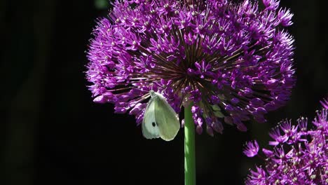 cabbage white butterfly feeding on purple allium flower head.